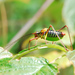 Common Saw Bush-Cricket - Photo (c) HaPe_Gera, some rights reserved (CC BY)
