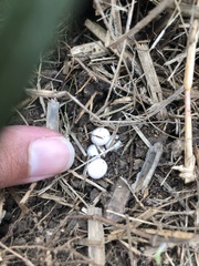 Lampropholis delicata