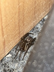 Steatoda nobilis