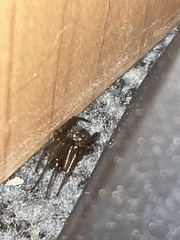 Steatoda nobilis