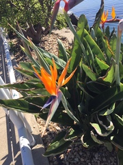 Strelitzia