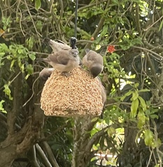 Spermestes cucullata scutata