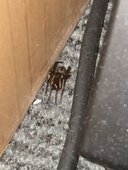 Steatoda nobilis