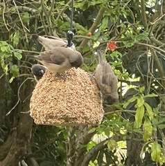 Spermestes cucullata scutata