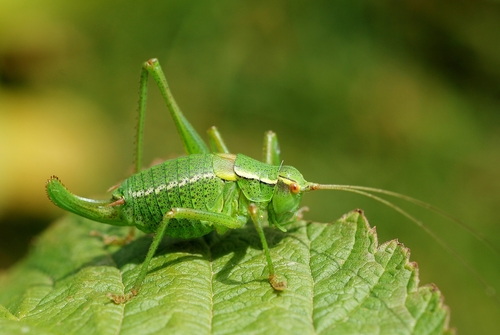 Common Saw Bush-cricket photo 3