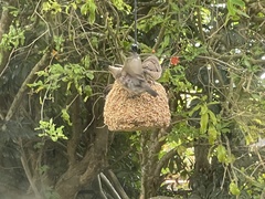 Spermestes cucullata scutata