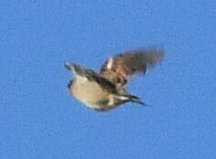 Passer domesticus