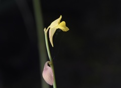 Utricularia bifida