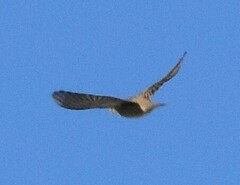 Passer domesticus