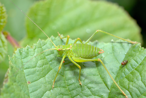 Common Saw Bush-cricket photo 4