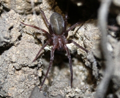 Anachemmis