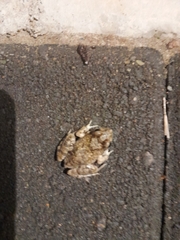 Tomopterna natalensis