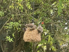 Spermestes cucullata scutata