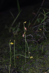 Utricularia bifida