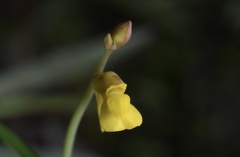 Utricularia bifida