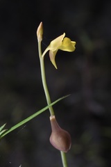 Utricularia bifida