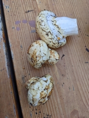 Tricholoma matsutake