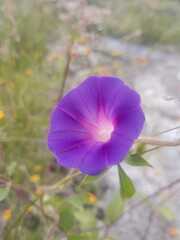 Ipomoea purpurea