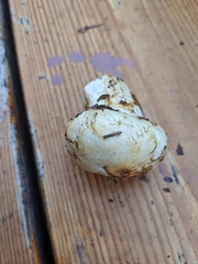 Tricholoma matsutake