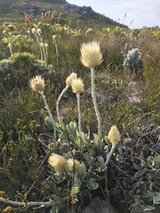 Syncarpha speciosissima