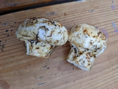 Tricholoma matsutake