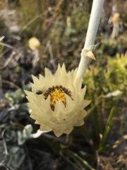 Syncarpha speciosissima