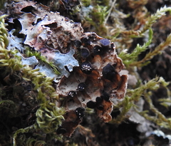 Lasionectria lecanodes