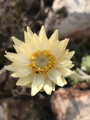 Syncarpha speciosissima