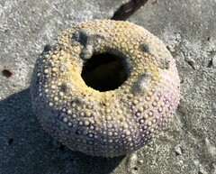 Heliocidaris australiae