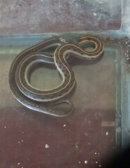 Thamnophis cyrtopsis