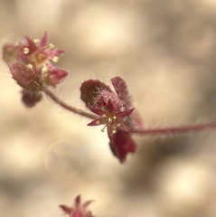 Pterostegia drymarioides
