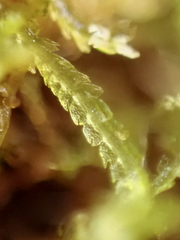 Lepidoziaceae