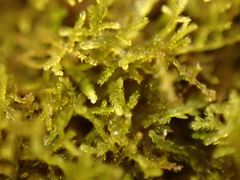 Lepidoziaceae