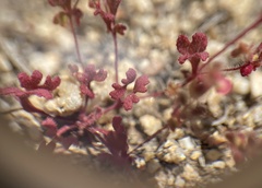 Pterostegia drymarioides