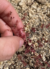 Pterostegia drymarioides