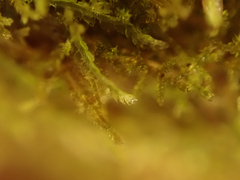 Lepidoziaceae