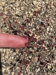 Pterostegia drymarioides