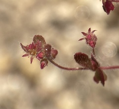Pterostegia drymarioides