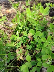 Trifolium glomeratum