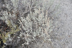 Artemisia arbuscula
