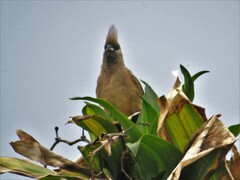 Colius striatus minor