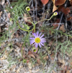Erigeron foliosus