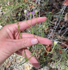 Erigeron foliosus