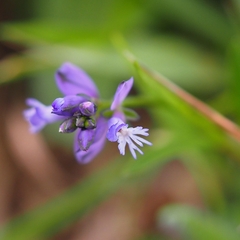 Polygala vulgaris