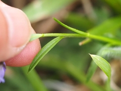 Polygala vulgaris