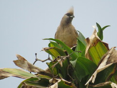 Colius striatus minor