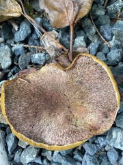 Suillus caerulescens