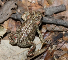 Anaxyrus boreas halophilus