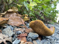 Suillus caerulescens