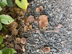Suillus caerulescens